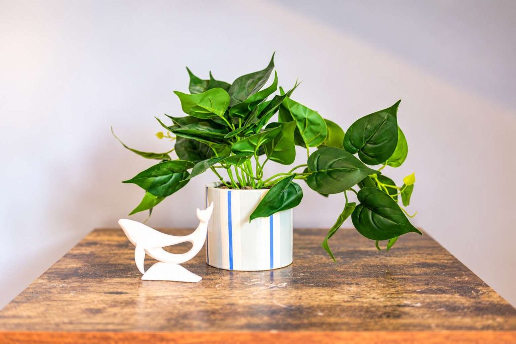 A plant on the table in Weka